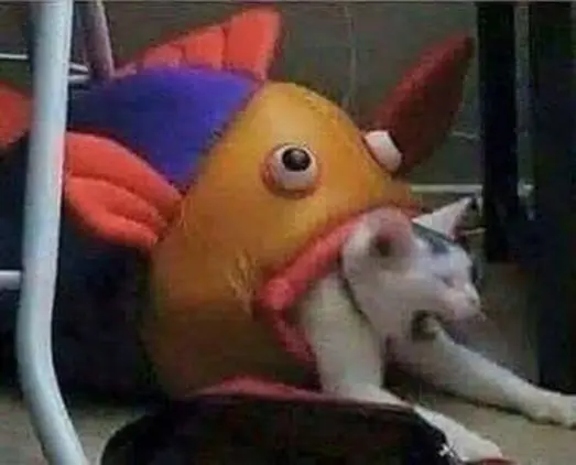 cat being eaten by fish plushie