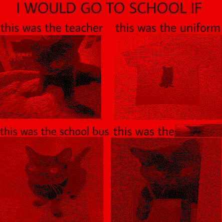 wall eyed cat with broken limbs being the school