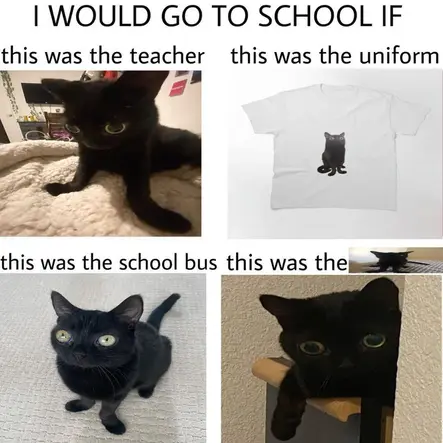 wall eyed cat with broken limbs being the school