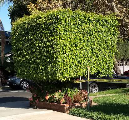 square hedge on a bright Sunday morning